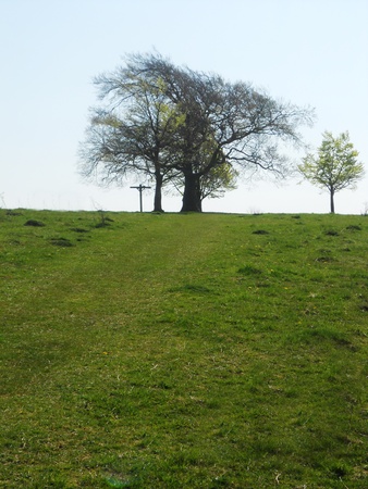 beech tree on horizon in sunlight, Surrey, UKの写真素材