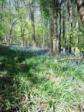 bluebell wood 1, bluebells in spring forest, Surrey, UKの写真素材