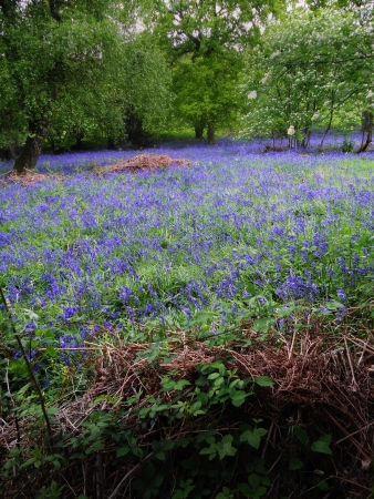 bluebell wood 100, bluebells in spring forest, Surrey, UKの写真素材