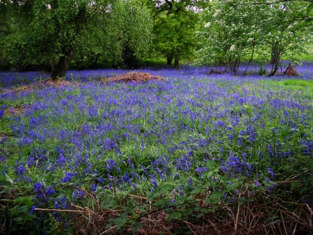 bluebell wood 101, bluebells in spring forest, Surrey, UKの写真素材