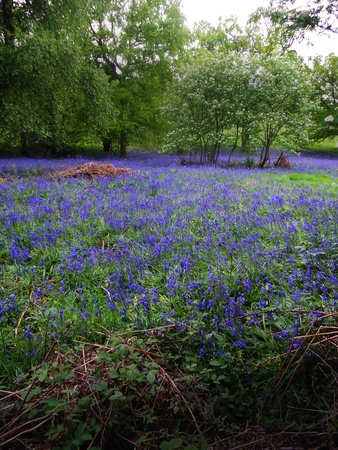 bluebell wood 102, bluebells in spring forest, Surrey, UKの写真素材
