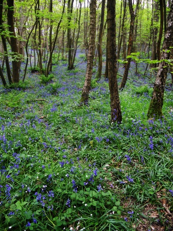 bluebell wood 103, bluebells in spring forest, Surrey, UKの写真素材