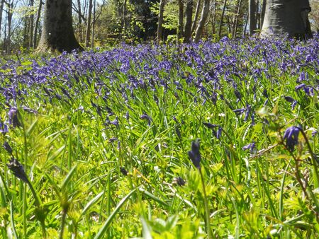 bluebell wood 11, bluebells in spring forest, Surrey, UKの写真素材