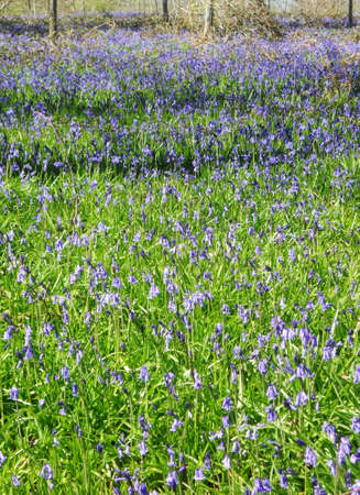 bluebell wood 15, bluebells in spring forest, Surrey, UKの写真素材