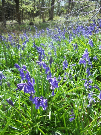 bluebell wood 16, bluebells in spring forest, Surrey, UKの写真素材