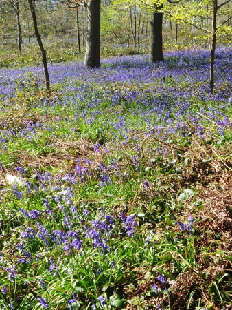 bluebell wood 19, bluebells in spring forest with shade and sunlight, Surrey, UKの写真素材