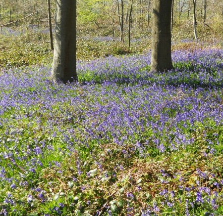 bluebell wood 21, bluebells in a sunny spring forest sunlight, Surrey, UKの写真素材