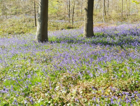 bluebell wood 22, bluebells in a sunny spring forest sunlight, Surrey, UKの写真素材