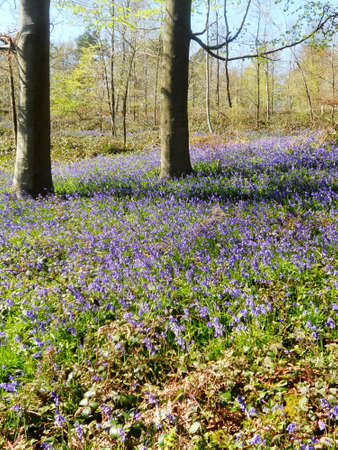 bluebell wood 24, bluebells in a sunny spring forest sunlight, Surrey, UKの写真素材