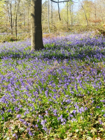 bluebell wood 28, bluebells in a sunny spring forest sunlight, Surrey, UKの写真素材