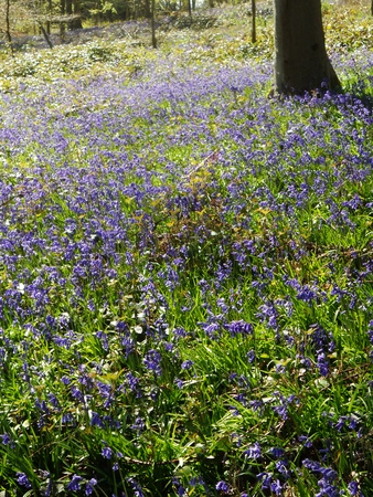 bluebell wood 29, bluebells in a sunny spring forest sunlight, Surrey, UKの写真素材