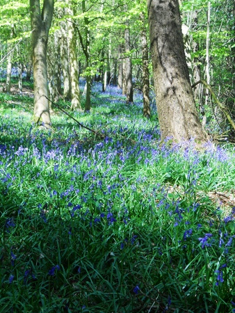 bluebell wood 3, bluebells in spring forest with shade and sunlight, Surrey, UKの写真素材