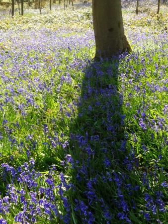 bluebell wood 32, bluebells in spring forest with shade and sunlight, Surrey, UKの写真素材
