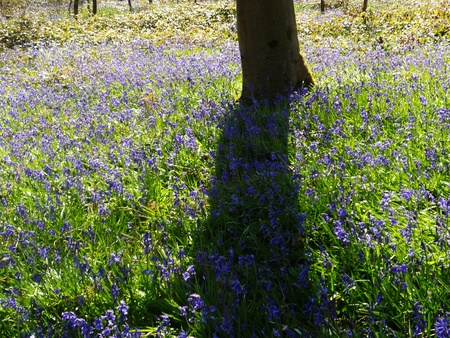 bluebell wood 33, bluebells in spring forest with shade and sunlight, Surrey, UKの写真素材