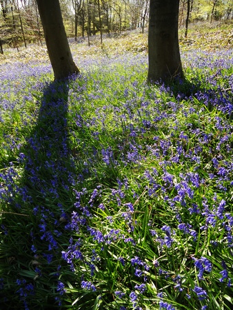 bluebell wood 34, bluebells in spring forest with shade and sunlight, Surrey, UKの写真素材