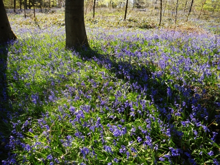 bluebell wood 35, bluebells in spring forest with shade and sunlight, Surrey, UKの写真素材
