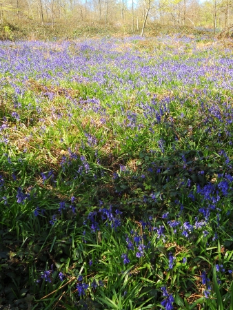 bluebell wood 37, bluebells in spring forest with shade and sunlight, Surrey, UKの写真素材