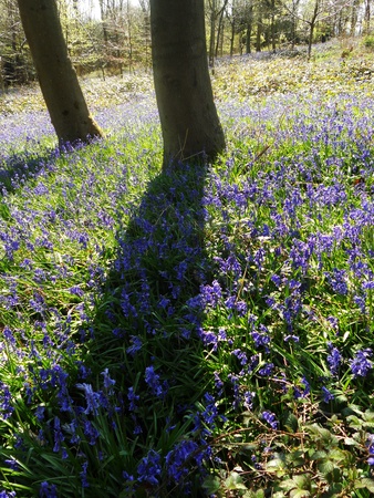 bluebell wood 39, bluebells in a sunny spring forest sunlight, Surrey, UKの写真素材