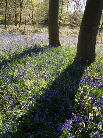 bluebell wood 40, bluebells in a sunny spring forest sunlight, Surrey, UKの写真素材