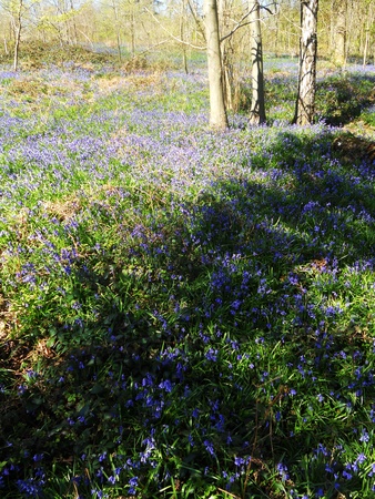 bluebell wood 43, bluebells in spring forest with shade and sunlight, Surrey, UKの写真素材
