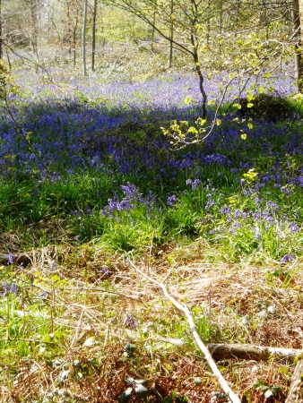 bluebell wood 44, bluebells in spring forest with shade and sunlight, Surrey, UKの写真素材