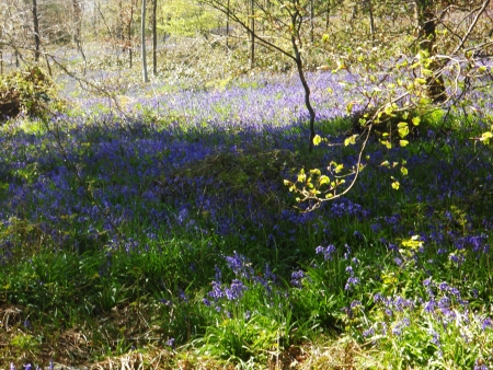 bluebell wood 45, bluebells in spring forest with shade and sunlight, Surrey, UKの写真素材