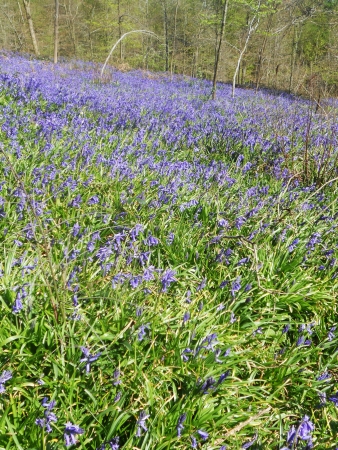 bluebell wood 49, bluebells in sunny spring forest, Surrey, UKの写真素材
