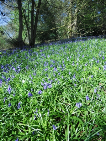 bluebell wood 51, bluebells in sunny spring forest, Surrey, UKの写真素材