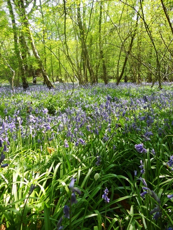 bluebell wood 55, bluebells in spring forest with shade and sunlight, Surrey, UKの写真素材