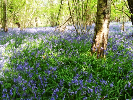 bluebell wood 57, bluebells in spring forest with shade and sunlight, Surrey, UKの写真素材