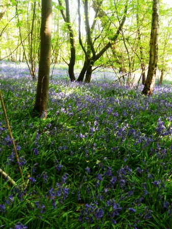 bluebell wood 58, bluebells in spring forest with shade and sunlight, Surrey, UKの写真素材