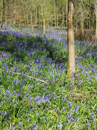bluebell wood 6, bluebells in spring forest with sunlight, Surrey, UKの写真素材