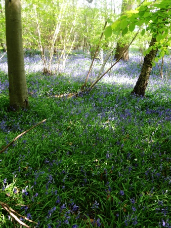 bluebell wood 60, bluebells in spring forest with shade and sunlight, Surrey, UKの写真素材