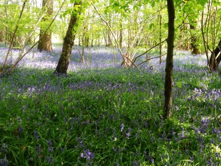 bluebell wood 61, bluebells in spring forest with shade and sunlight, Surrey, UKの写真素材