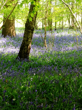bluebell wood 62, bluebells in spring forest with shade and sunlight, Surrey, UKの写真素材