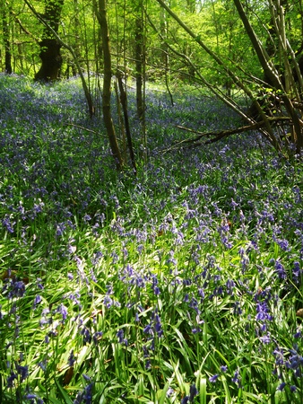 bluebell wood 63, bluebells in spring forest with shade and sunlight, Surrey, UKの写真素材