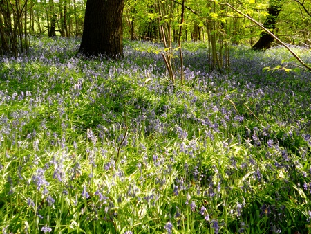 bluebell wood 64, bluebells in spring forest with sunlight, Surrey, UKの写真素材
