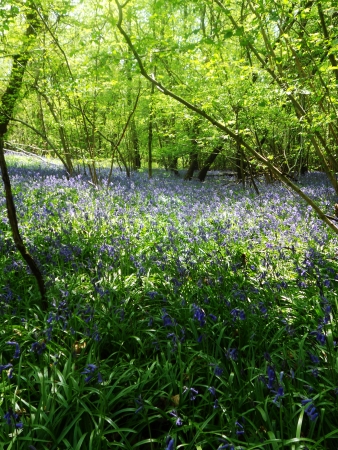 bluebell wood 66, bluebells in spring forest with sunlight, Surrey, UKの写真素材