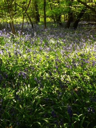 luebell wood 68, bluebells in spring forest with sunlight, Surrey, UKの写真素材