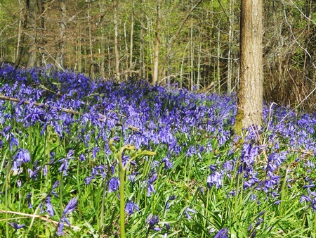 bluebell wood 7, bluebells in spring forest with sunlight, Surrey, UKの写真素材