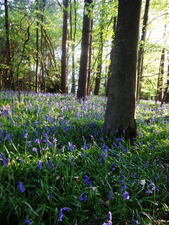 bluebell wood 74, bluebells in spring forest with sunlight and shade, Surrey, UKの写真素材