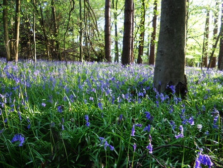 bluebell wood 75, bluebells in spring forest with sunlight and shade, Surrey, UKの写真素材