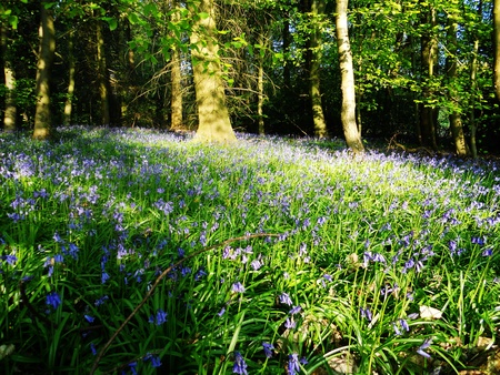 bluebell wood 79, bluebells in spring forest with sunlight and shade, Surrey, UKの写真素材