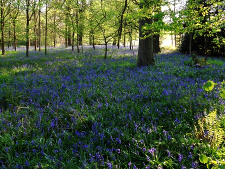 bluebell wood 82, bluebells in shady spring forest, Surrey, UKの写真素材