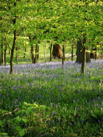 bluebell wood 86, bluebells in shady spring forest, Surrey, UKの写真素材