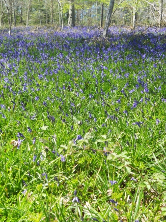 bluebell wood 9, bluebells in a forest, Surrey, UKの写真素材