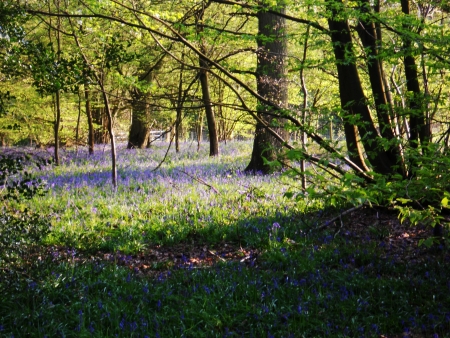 bluebell wood 90, bluebells in sunny spring forest, Surrey, UKの写真素材