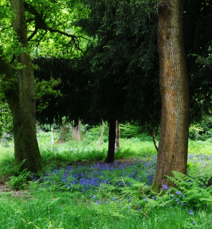 bluebell wood 93, bluebells and bracken in spring woodland, Surrey, UKの写真素材