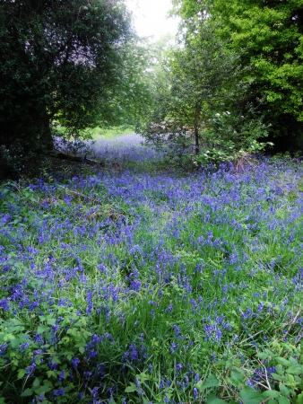 bluebell wood 95, bluebells in woodland in the spring, Surrey, UKの写真素材
