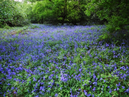 bluebell wood 97, bluebells in woodland in the spring, Surrey, UKの写真素材
